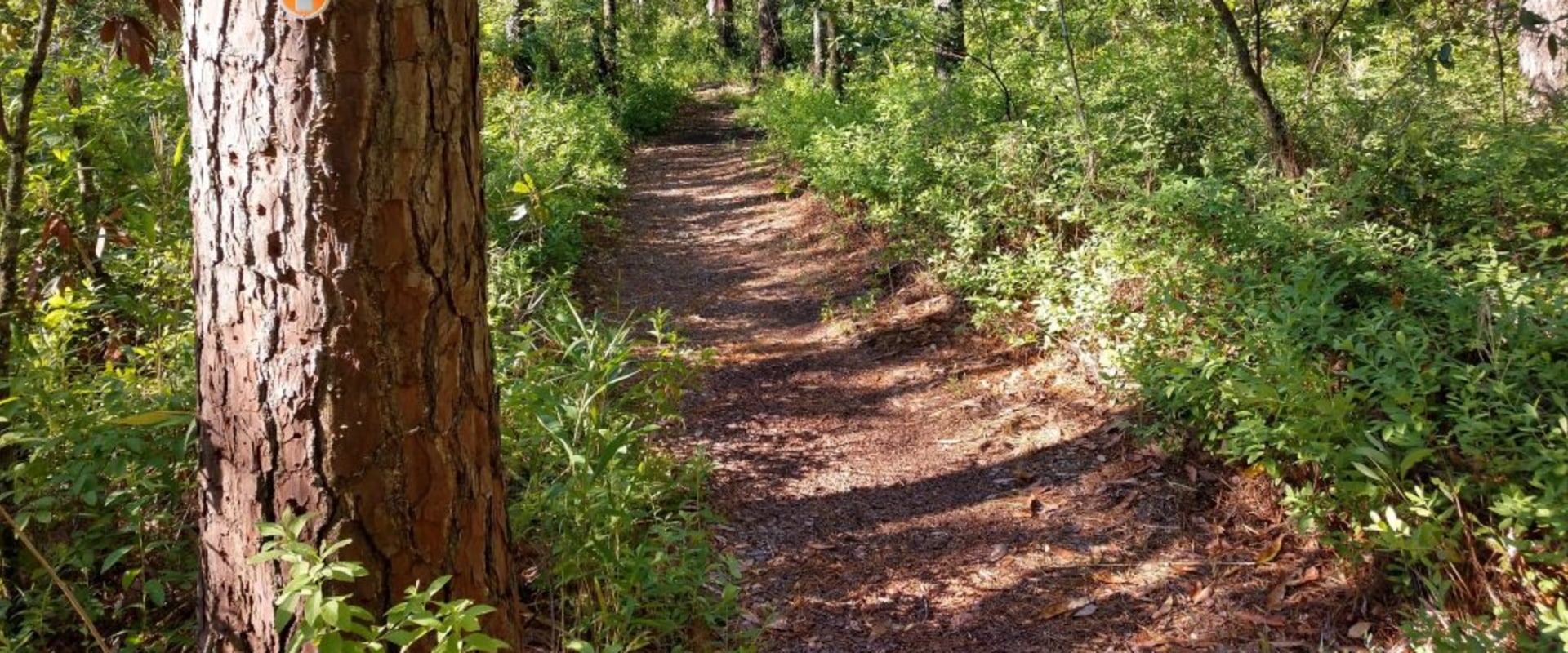 Discover the Natural Beauty of Aiken County: Trails, Lakes, and Wildlife